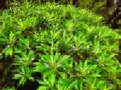 Plant found in remote West Maui forests declared new species